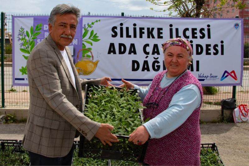 Üreticiler yeniden ada çayı fidesi ile buluştu