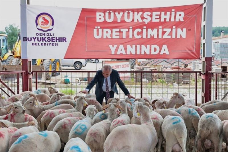 Hayvancılığa damızlık koç desteği