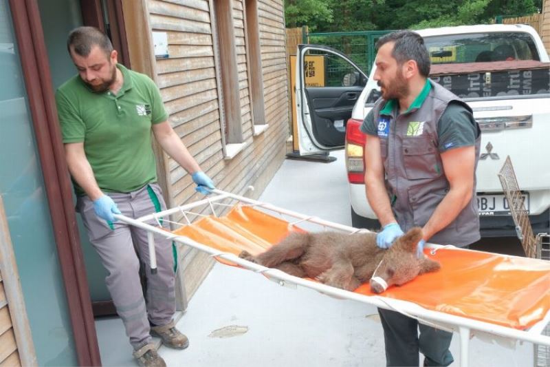 Yaralı boz ayı Ormanya’da yaşama tutundu