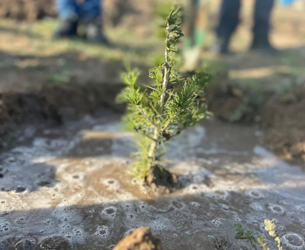 Fidanlar Toprakla Buluşuyor 